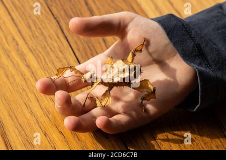 Ragazzo che tiene un insetto di bastone fogliato spinoso Foto Stock