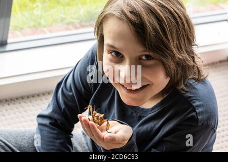 Ragazzo che tiene un insetto di bastone fogliato spinoso Foto Stock