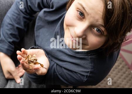 Ragazzo che tiene un insetto di bastone fogliato spinoso Foto Stock