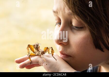 Ragazzo che tiene un insetto di bastone fogliato spinoso Foto Stock