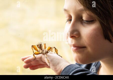 Ragazzo che tiene un insetto di bastone fogliato spinoso Foto Stock