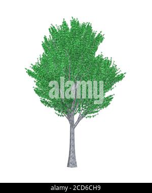 Albero di acero comune isolato su sfondo bianco - 3d rendering Foto Stock