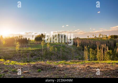 Raccolto bosco in campagna dopo corteccia Beetle attacco calamity. Deforestazione indesiderata nell'altopiano della Repubblica Ceca, paesaggio europeo Foto Stock