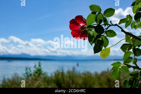 Feldafing, Germania. 19 agosto 2020. Una rosa fiorisce sulla Rose Island nello Starnberger See. La tenuta fu costruita da Massimiliano II ed è di proprietà del libero Stato di Baviera dal 1970. L'isola con il suo parco era un luogo di rifugio per il "re fiabesco" bavarese Ludwig II Un traghetto attraversa l'isola dal 1° maggio al 15 ottobre. Credit: Jens Kalaene/dpa-Zentralbild/ZB/dpa/Alamy Live News Foto Stock