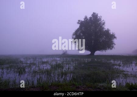 Primavera nelle zone umide, alba su prati allagati, solitario salice e paesaggio nebbioso, copia spazio Foto Stock