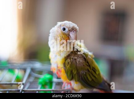 la mia guancia verde sulla sua gabbia . Foto Stock