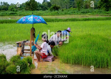 Una famiglia che trapiantano riso a Nakhon Nayok, Thailandia Foto Stock