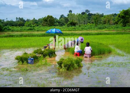 Famiglia che piantano riso a Nakhon Nayok, Thailandia Foto Stock
