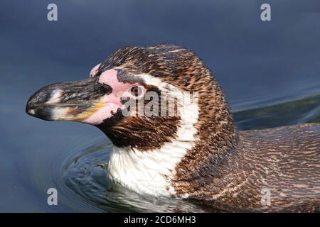 Pinguini Humboldt (Spheniscus Humboldti) Foto Stock