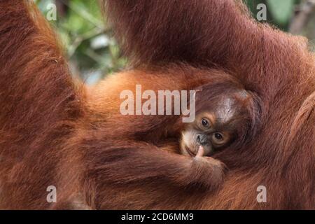 Sumatran orangutan (Pongo abelii) aggrappato alle madri indietro Foto Stock