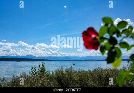 Feldafing, Germania. 19 agosto 2020. Una rosa fiorisce sulla Rose Island nello Starnberger See. La tenuta fu costruita da Massimiliano II ed è di proprietà del libero Stato di Baviera dal 1970. L'isola con il suo parco era un luogo di rifugio per il "re fiabesco" bavarese Ludwig II Un traghetto attraversa l'isola dal 1° maggio al 15 ottobre. Credit: Jens Kalaene/dpa-Zentralbild/ZB/dpa/Alamy Live News Foto Stock
