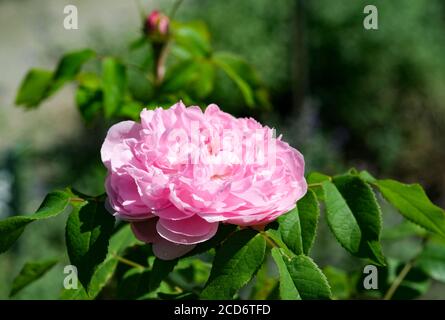 Feldafing, Germania. 19 agosto 2020. Una rosa fiorisce sulla Rose Island nello Starnberger See. La tenuta fu costruita da Massimiliano II ed è di proprietà del libero Stato di Baviera dal 1970. L'isola con il suo parco era un luogo di rifugio per il "re fiabesco" bavarese Ludwig II Un traghetto attraversa l'isola dal 1° maggio al 15 ottobre. Credit: Jens Kalaene/dpa-Zentralbild/ZB/dpa/Alamy Live News Foto Stock