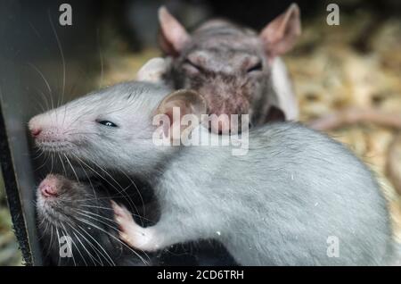 laboratorio ratto dietro il vetro Foto Stock