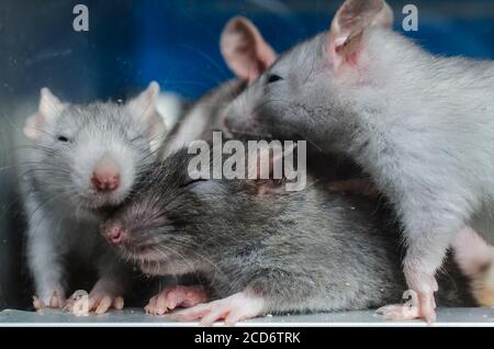 laboratorio ratto dietro il vetro Foto Stock