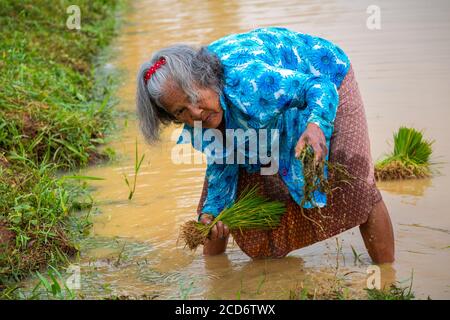 La semina del riso in Nakhon Nayok, Thailandia Foto Stock