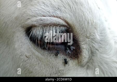 Mucca con mosche intorno all'occhio, occhio della mucca vicino Foto Stock