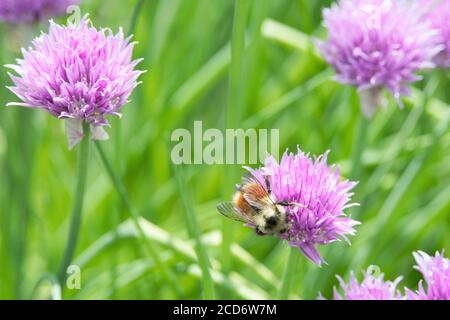 Primo piano di ape di miele su fiore di erba cipollina in un Giardino di erbe cortile in una soleggiata giornata estiva Foto Stock