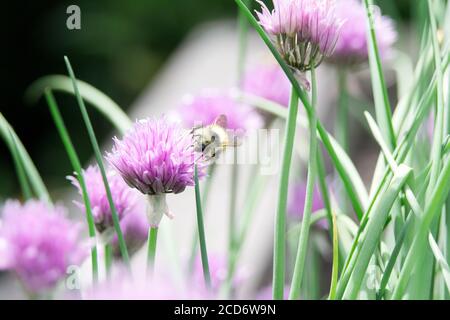 Primo piano di ape di miele su fiore di erba cipollina in un Giardino di erbe cortile in una soleggiata giornata estiva Foto Stock