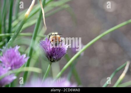 Primo piano di ape di miele su fiore di erba cipollina in un Giardino di erbe cortile in una soleggiata giornata estiva Foto Stock