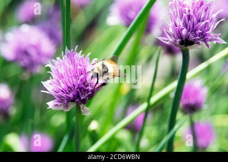 Primo piano di ape di miele su fiore di erba cipollina in un Giardino di erbe cortile in una soleggiata giornata estiva Foto Stock