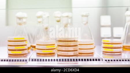 Campioni di colture cellulari su terreno LB agar in capsule di Petri e matraccio di Erlenmeyer a flusso laminare. Le piastre di agar vengono utilizzate dai biologi per la coltura di cellule e muffe Foto Stock