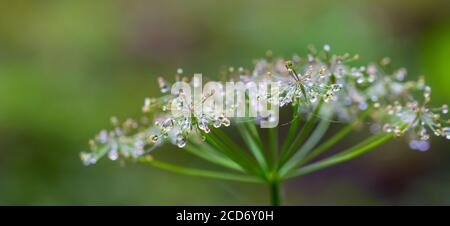 Chaerophyllum irsutum coperto di gelo (gelo di rombo o rime morbide) Foto Stock