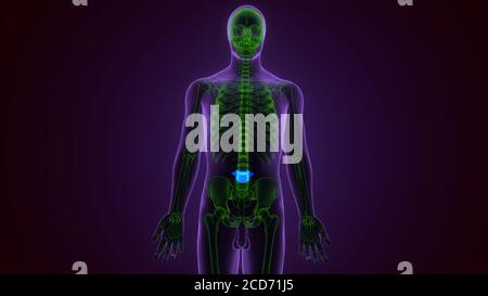 Illustrazione 3D concetto vertebre Lumbar della colonna vertebrale del midollo spinale Dell'anatomia del sistema scheletro umano Foto Stock
