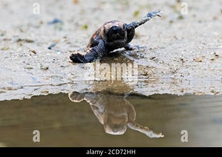 Singapore. 23 agosto 2020. Un nuovo hatchling delle tartarughe marine Hawksbill si diresse verso il mare aperto presso il vivaio di tartarughe nel Parco Marino delle Isole Sisters di Singapore il 23 agosto 2020. Il National Parks Board di Singapore ha ufficialmente localizzato un vivaio di tartarughe sulle isole delle Sorelle più piccole in modo da traslocare le uova di tartaruga che si trovano nella natura selvaggia a Singapore in un luogo sicuro e protetto, dove possono schiudere in sicurezza. Credit: Allora Chih Wey/Xinhua/Alamy Live News Foto Stock