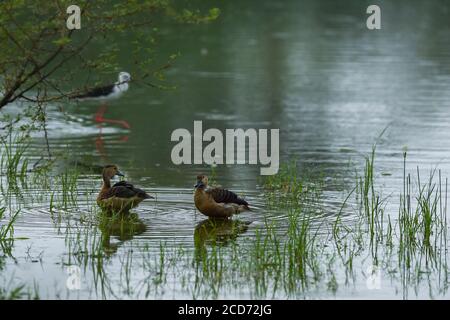 Coppia di anatre fischianti minore che galleggia in acqua a keoladeo National parco o bharatpur uccello santuario rajasthan india - Dendrocygna javanica Foto Stock