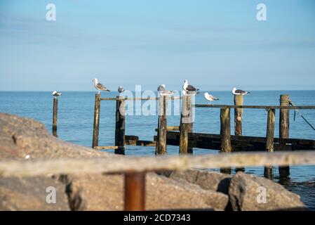 Vitt, Germania. 19 agosto 2020. Gabbiani seduti su una tappa di sbarco nel villaggio di pescatori di Vitt. Credit: Stefano Nosini/dpa-Zentralbild/ZB/dpa/Alamy Live News Foto Stock