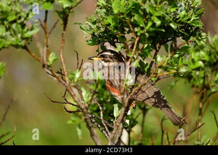 Redwing (Turdus iliacus) arroccato su un ramo, Islanda Foto Stock