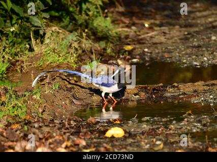 Acqua potabile Blue Magpie (urocissa erythrorhyncha) con fatturazione rossa. Pandot, India Foto Stock