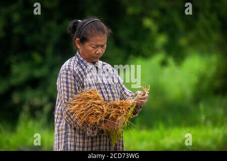 Trapiantare riso nella Thailandia rurale Foto Stock