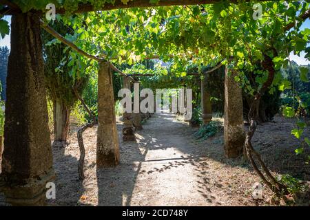 Vista di un grappolo d'uva ancora verde, vigneti in cima al sentiero, antichi pilastri e struttura in pietra, tipicamente mediterranea... Foto Stock