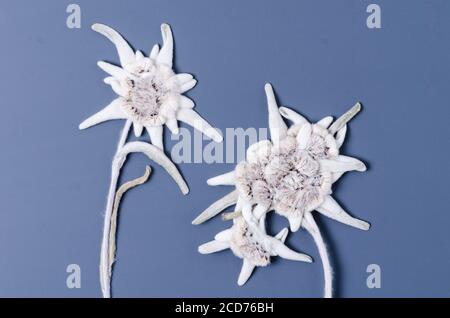 Leontopodium nivale, Leontopodium alpinum, fiore alpino secco noto come Edelweiss, Alpen-Edelweiß, Stella Alpina, primo piano, piatto Foto Stock