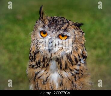 Aquila-gufo indiano aka aquila-gufo di roccia o gufo dell'aquila del Bengala. Bubo bengalensis. Foto Stock