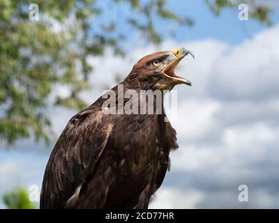 Ritratto di Eagle closeup. Golden x aquila di stepe. Foto Stock