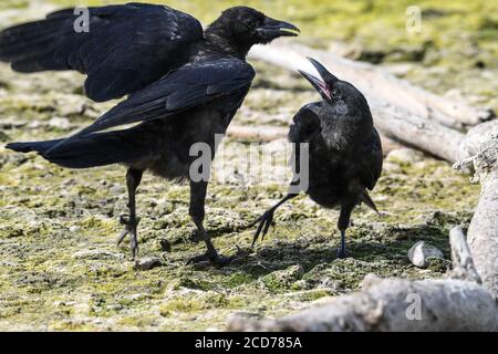 Friedrichshafen, Germania. 27 Agosto 2020. Due corvi combattono su un pezzo di cibo, mentre i due uccelli si trovano sul pavimento della riva asciutta del lago di Costanza. Attualmente, i fiumi del Baden-Württemberg hanno acque basse. Credit: Felix Kästle/dpa/Alamy Live News Foto Stock