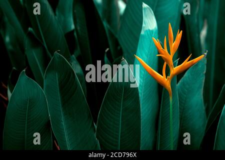 Heliconia psittacorum o Heliconia Golden torcia o falso uccello del paradiso fiore. Exotic Tropical fiori nel giardino giungla con foglie sfondo. Foto Stock