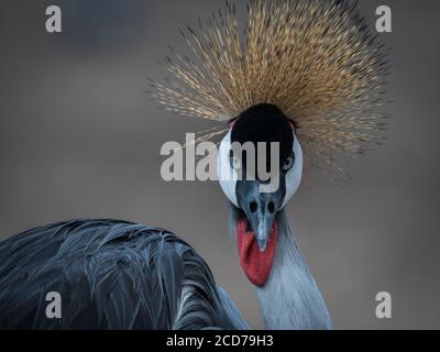 Isolato primo piano ritratto di un maschio coronato Crane uccello- Israele Foto Stock