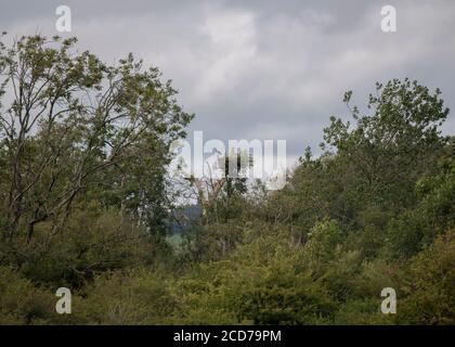 Osprey (Pandion haliaetus), adulto seduto su un nido artificiale, Threave estate National Trust Scotland, Dumfries e Galloway, Scozia del sud-ovest Foto Stock