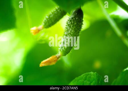 Giovani cetrioli che crescono in terra aperta. Fotografia macro Foto Stock