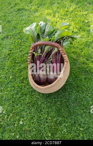 Due barbabietole biologiche cresciute in casa (Beta vulgaris) in un cestino di paglia su uno sfondo di erba in un giardino rurale di paese in Devon, Inghilterra, Regno Unito Foto Stock