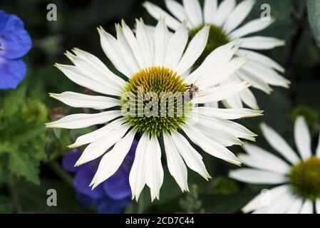 Un'ape su un fiore di cono bianco / Echinacea. Foto Stock