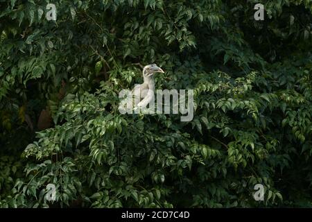 Indian Grey Hornbill guardando in cima all'albero, India. Foto Stock