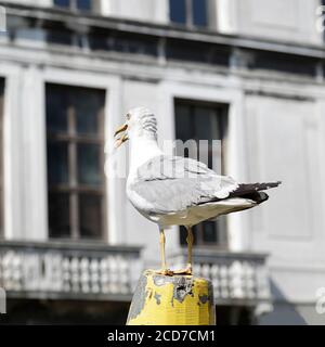 Seagull in piedi su un palo di legno a Venezia, Italia Foto Stock