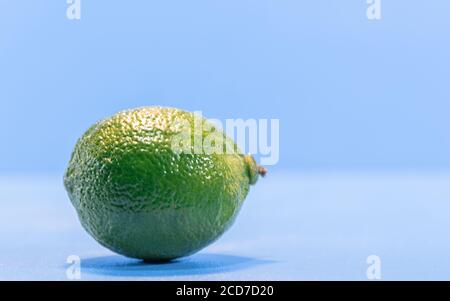 Tahiti limone (Citrus × latifolia). Frutta fresca. Citrus × latifolia è una specie di agrumi, conosciuta in Brasile con il nome di Lemon-tahiti, o simp Foto Stock