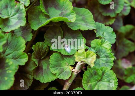 Ragno su foglie di geranio verde che proteggono le sue uova bianche dentro un web Foto Stock