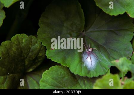 Primo piano di un ragno su foglie di geranio verde proteggendo le sue uova bianche in un fotoricettore Foto Stock