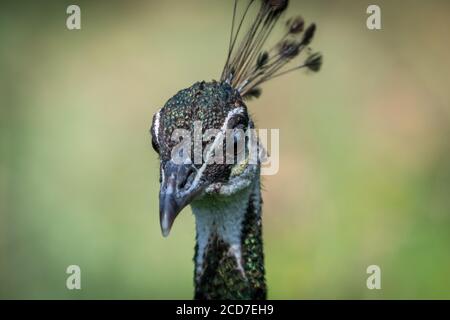 Isolato primo piano ritratto di un bel pavone singolo-Israele Foto Stock